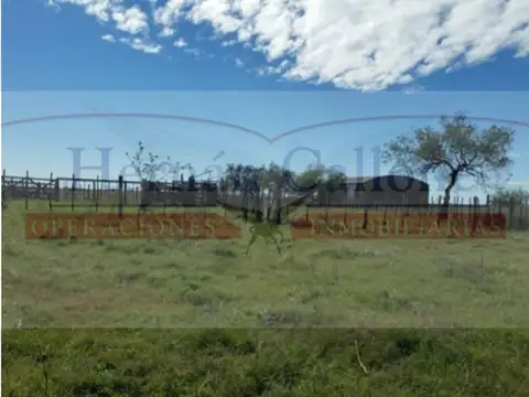 Campo en Pehuajo